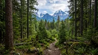 Create a eye level view of the forest with thte…