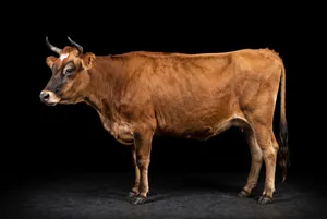 Side profile of a Jersey cow