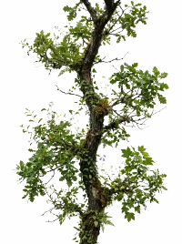 Long branch of a tree vertical, with plants and… (cutout)