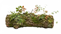 Tree log with moss and leafs and branches against… (cutout)