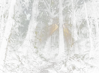 Create a cinematic dark jungle with tall trees… (cutout)
