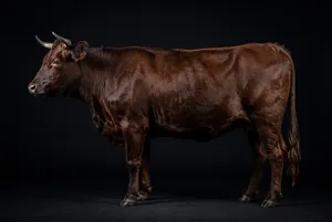 Dark brown bull against black background