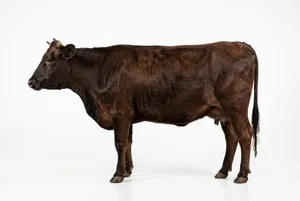 Dark brown cow standing on white background