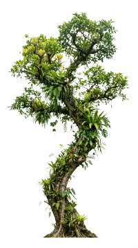 Jungle tree with plants. tall curved with… (cutout)